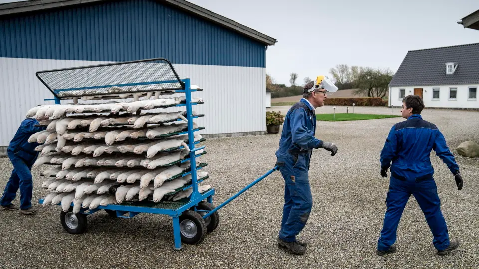 Algunos de los visones sacrificados en Dinamarca. MADS CLAUS RASMUSSEN (EFE)