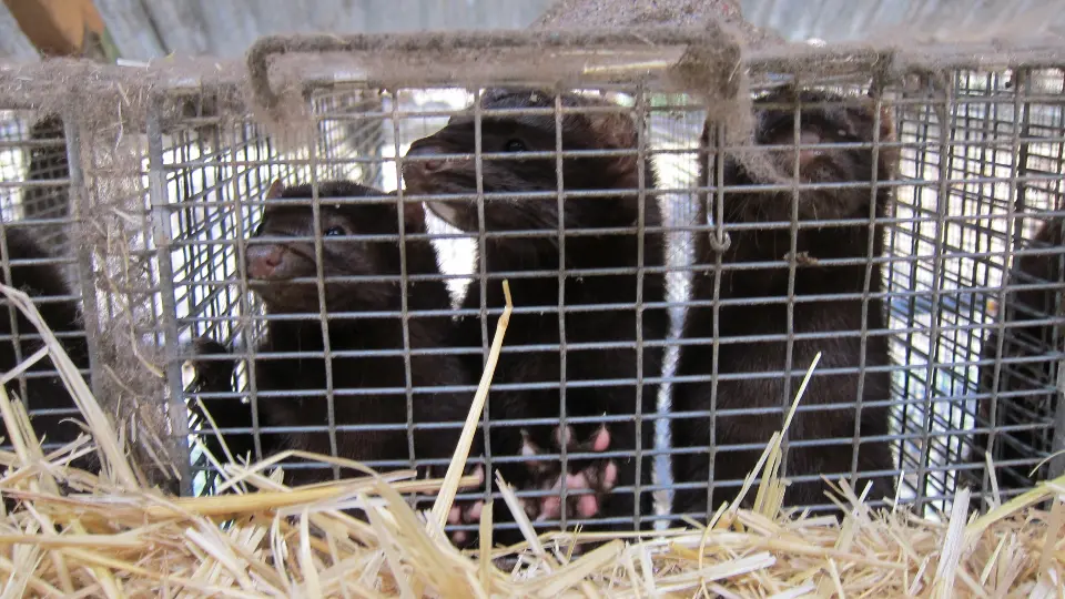 Visones en una jaula. EFE
