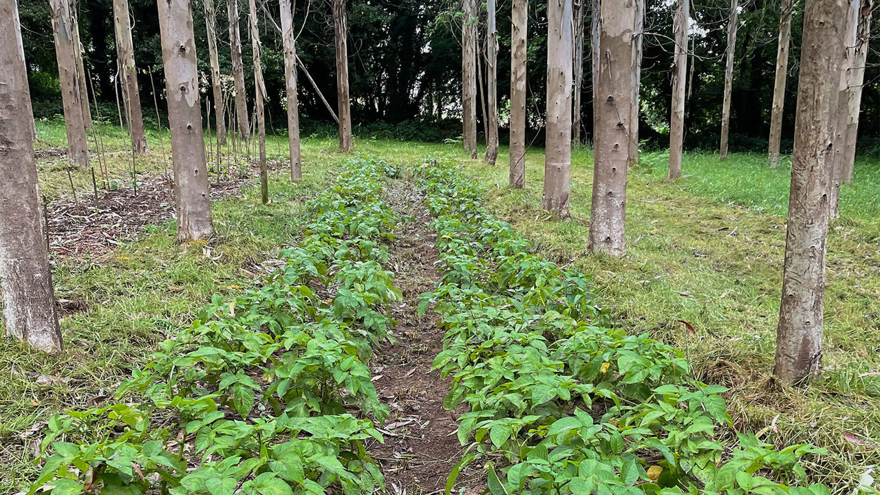Plantación de patatas entre eucaliptos en A Laracha.EP