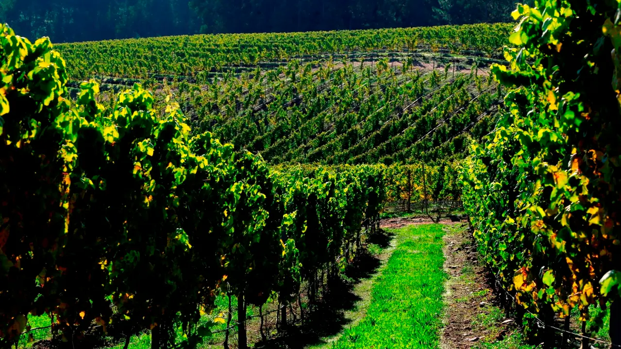 TERRAS GAUDA VIÑEDO