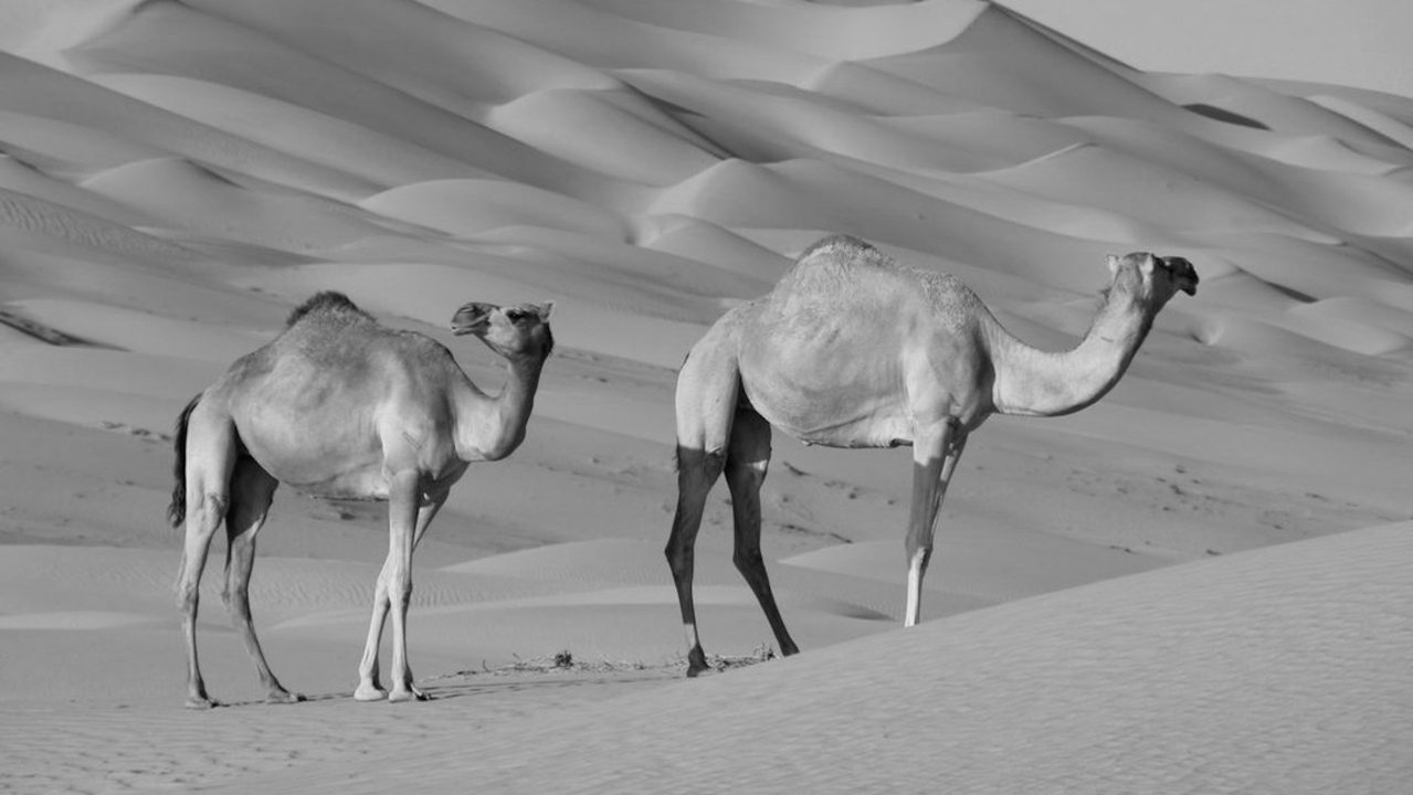 camellos dromedarios