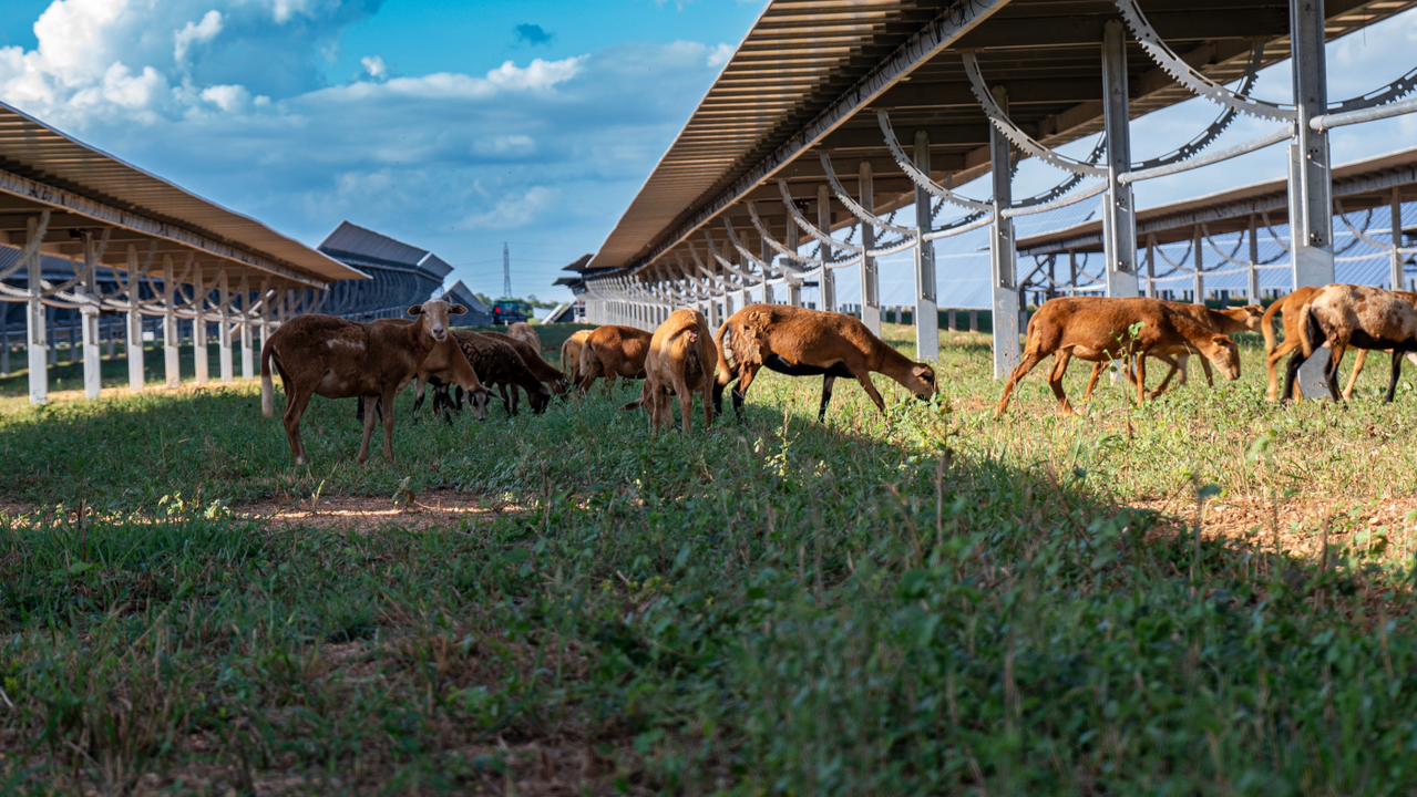 Proyecto de ‘agrivoltaica’ de Ecoener en la República Dominicana