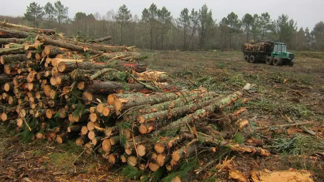 Madera cortada en Vilalba.