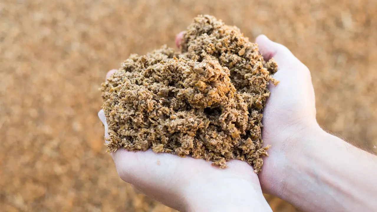 Bagazo resultante de la elaboración de cerveza.EP