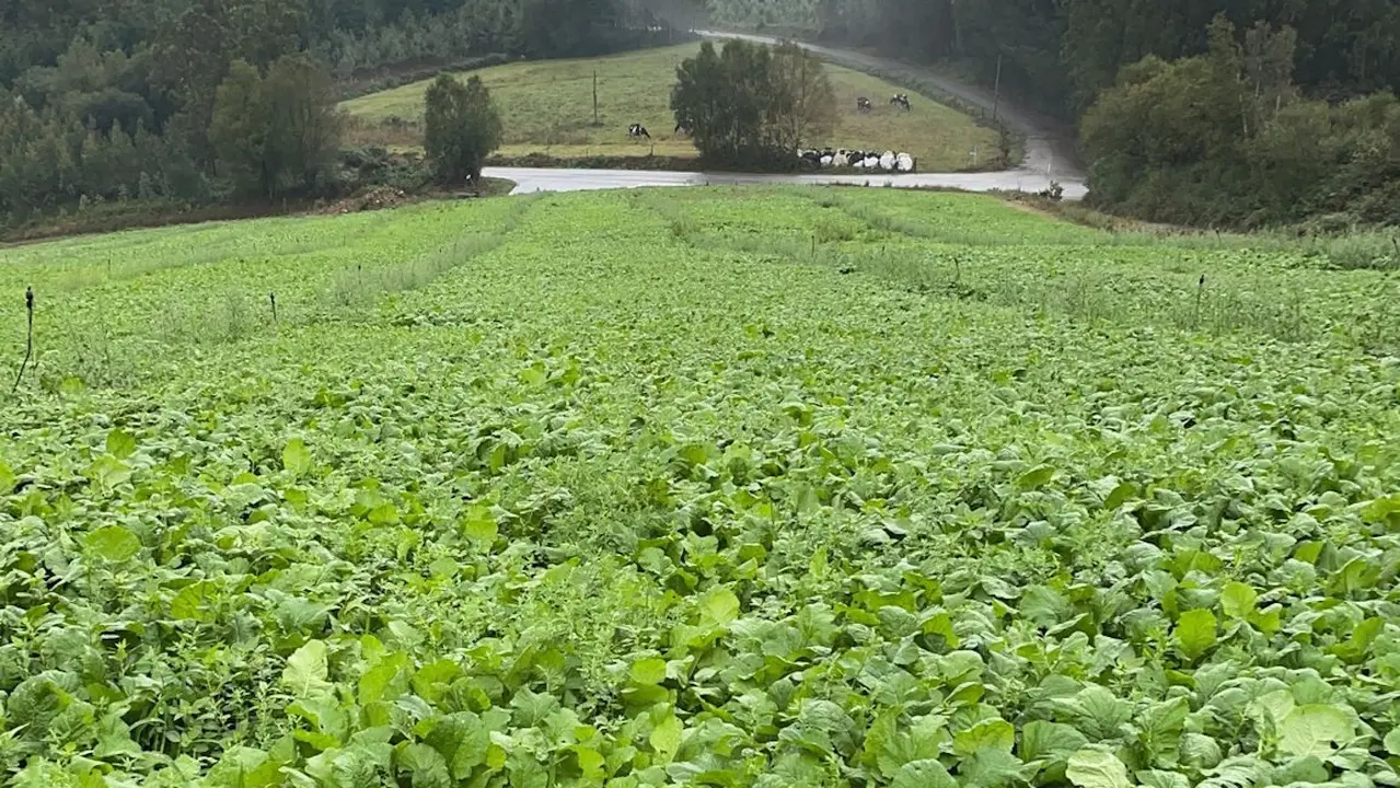 Plantación de grelos en A Mariña. EP