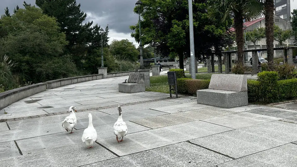 Un grupo de ocas en la zona del Paseo da Galera de Betanzos. EP