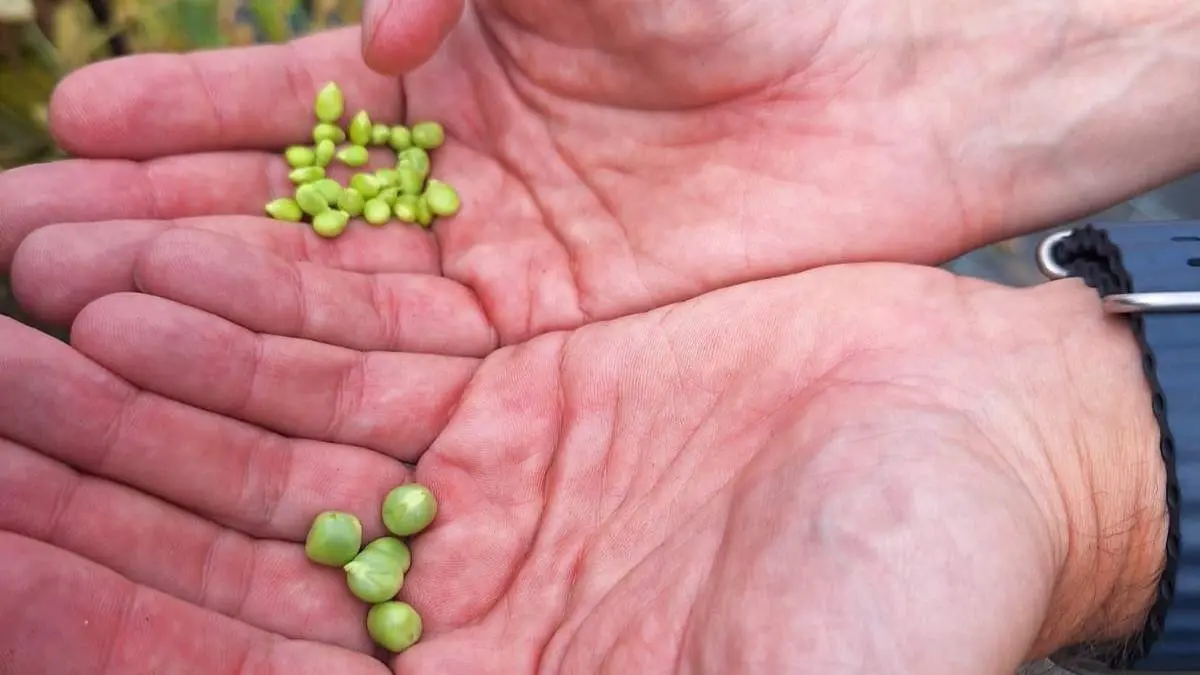 Arriba, una muestra de la nueva variante de guisante lágrima. EP