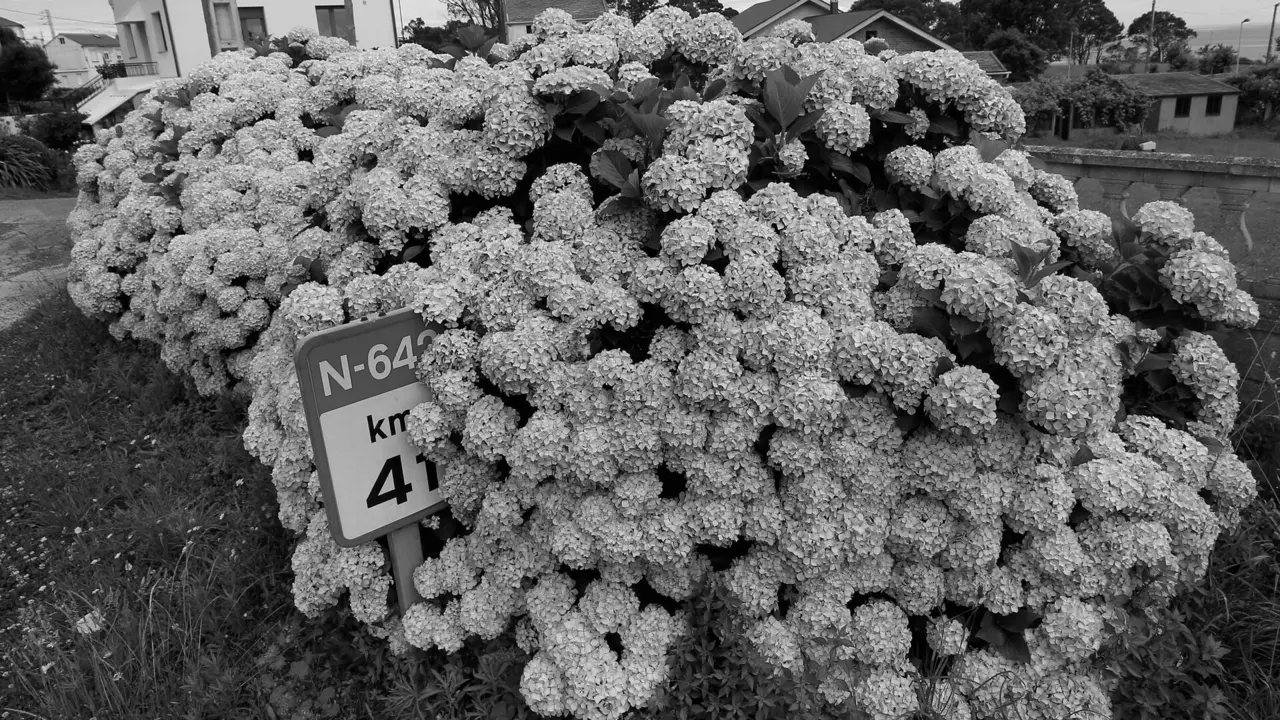 Hortensias en plena floraci&oacute;n. JM &Aacute;LVEZ