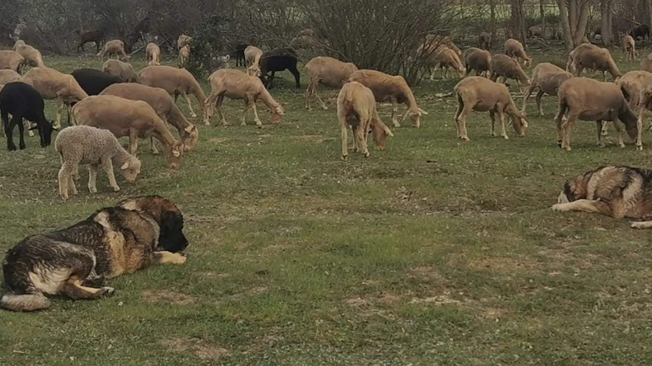 Mastines cuidando de un reba&ntilde;o de ovejas.EFE