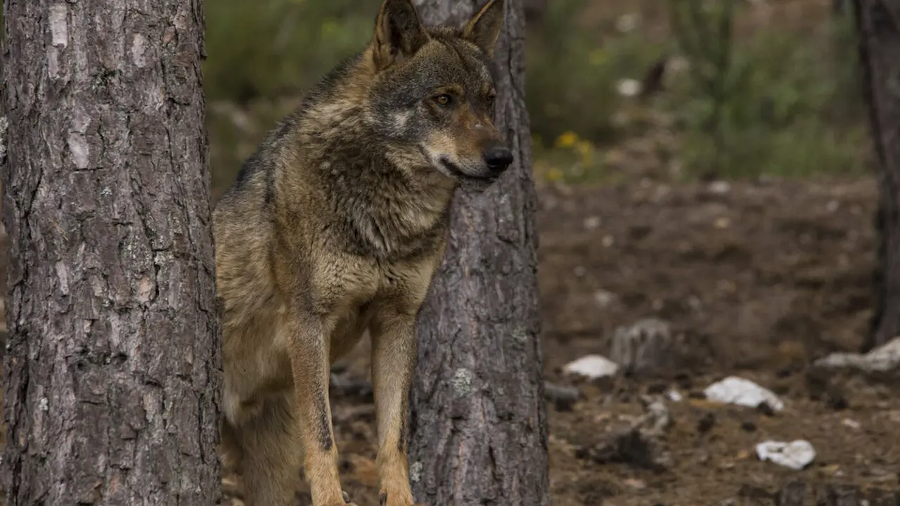 Un ejemplar de lobo. EP