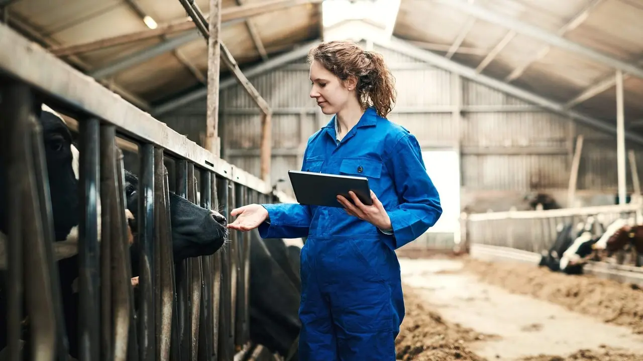 Una joven trabajando en una granja de vacas. AEP