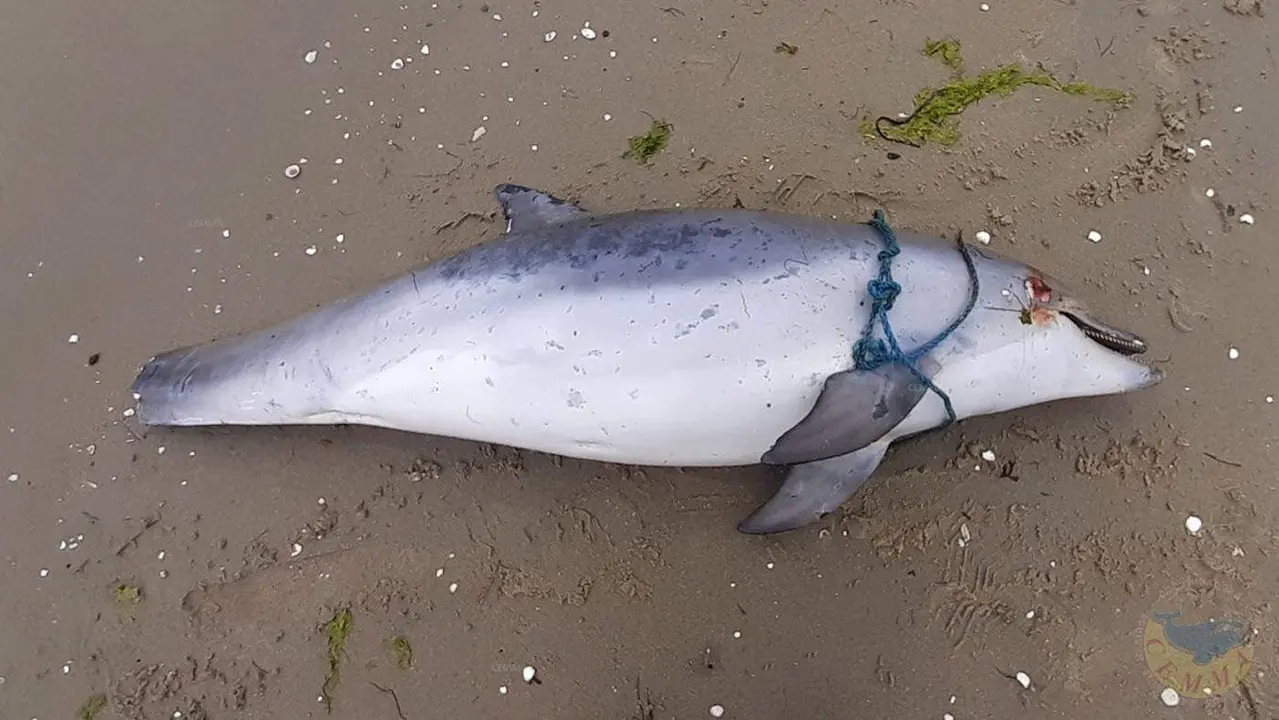 Un ejemplar juvenil de delfín mular varado en la ría de Vigo con "indicios de captura accidental". CEMMA CETÁCEOS