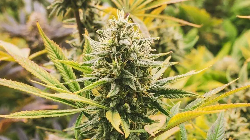 ¿Cuál es la diferencia entre el cáñamo y la marihuana?