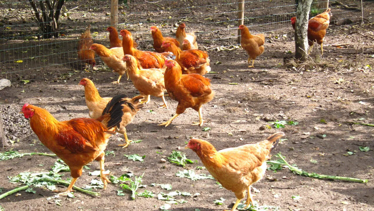 Gallinas en un corral. AEP