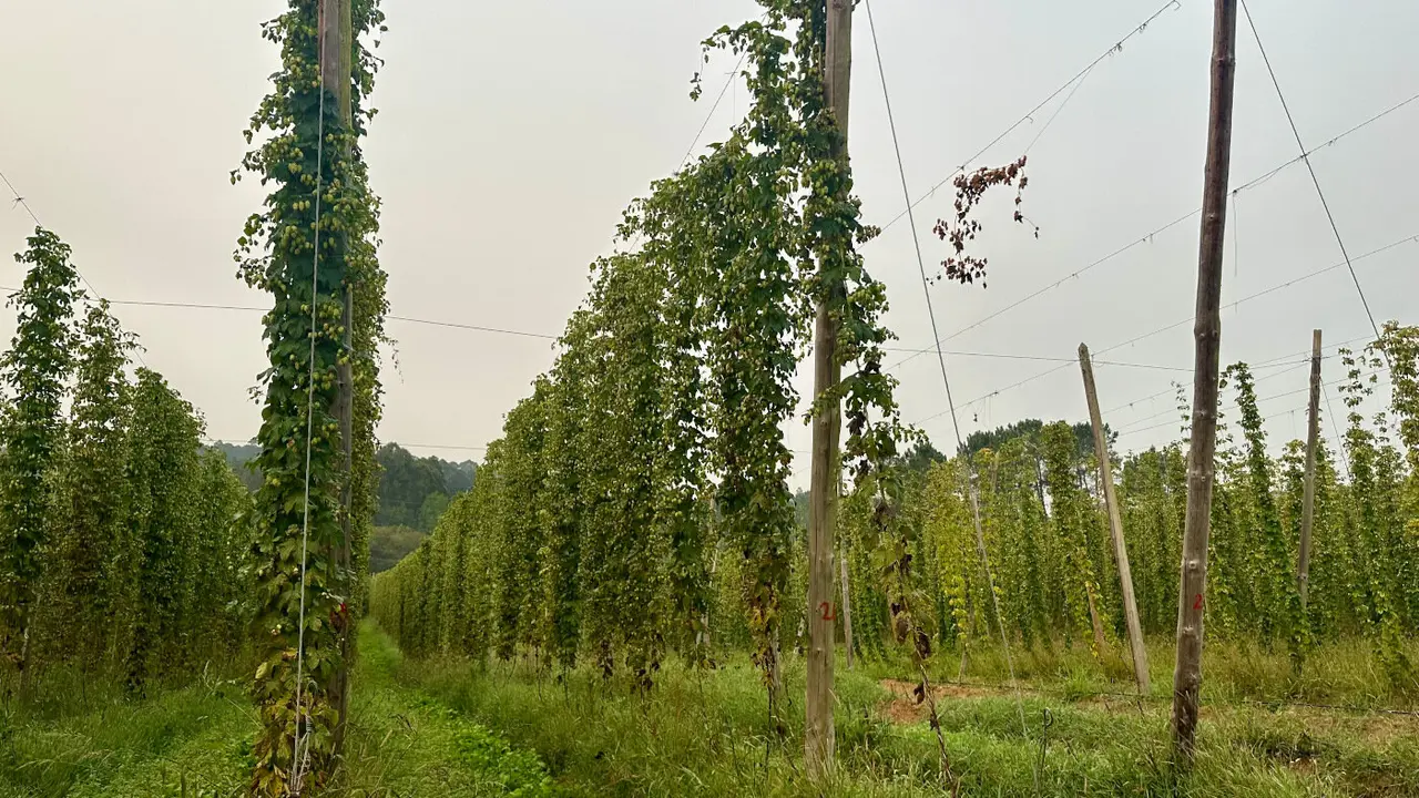 Cultivo de lúpulo de Hijos de Rivera.EP