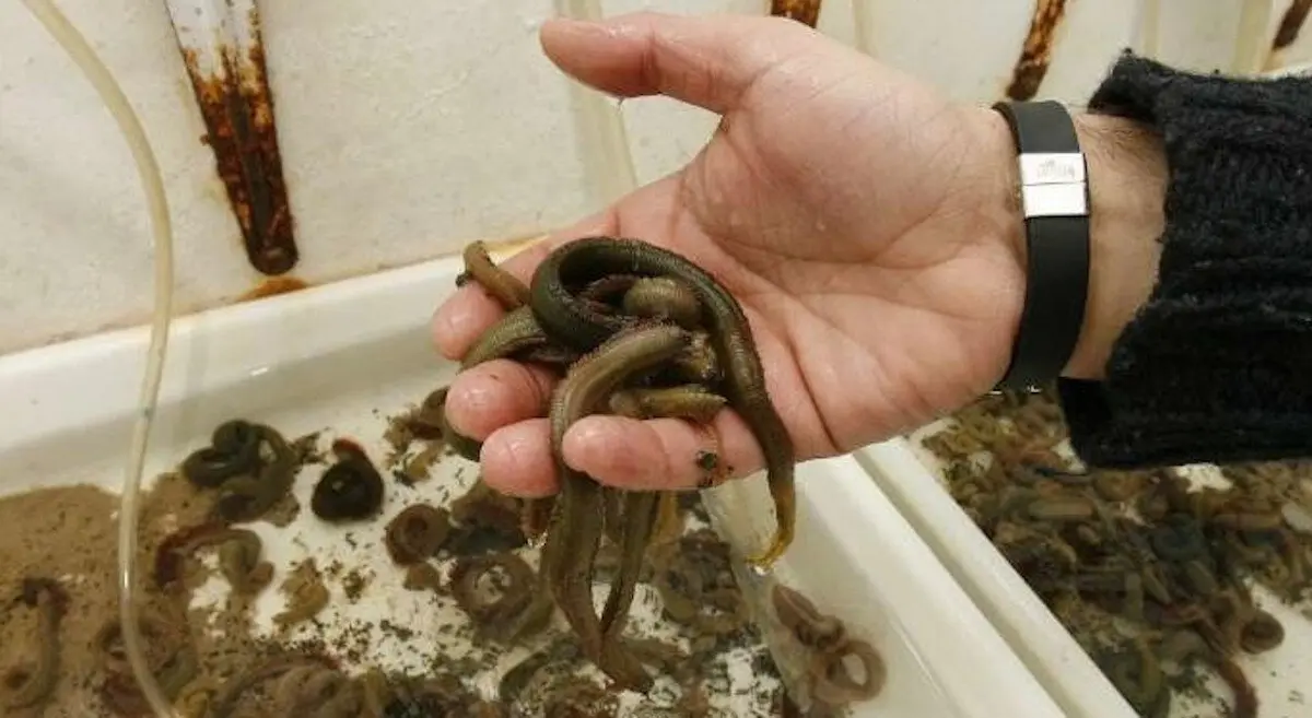 El año pasado pasaron por las lonjas gallegas 3.700 kilos de poliquetos. EP