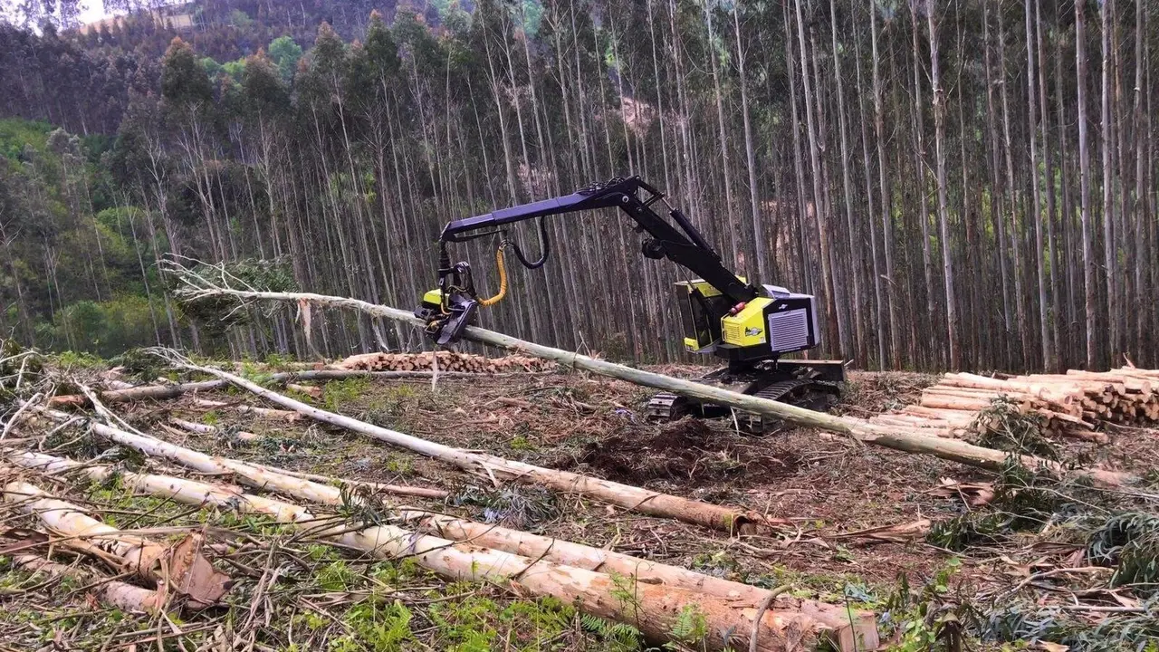Una procesadora en una tala de eucaliptos. X.LOMBARDERO
