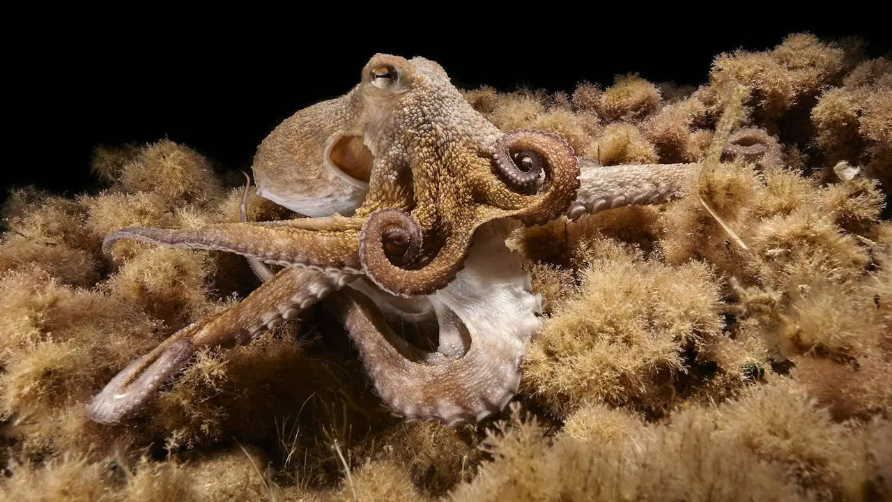 Imagen del pulpo Salvador con el brazo bifurcado captada en aguas de la isla de Ibiza. HIDDE JUJIN