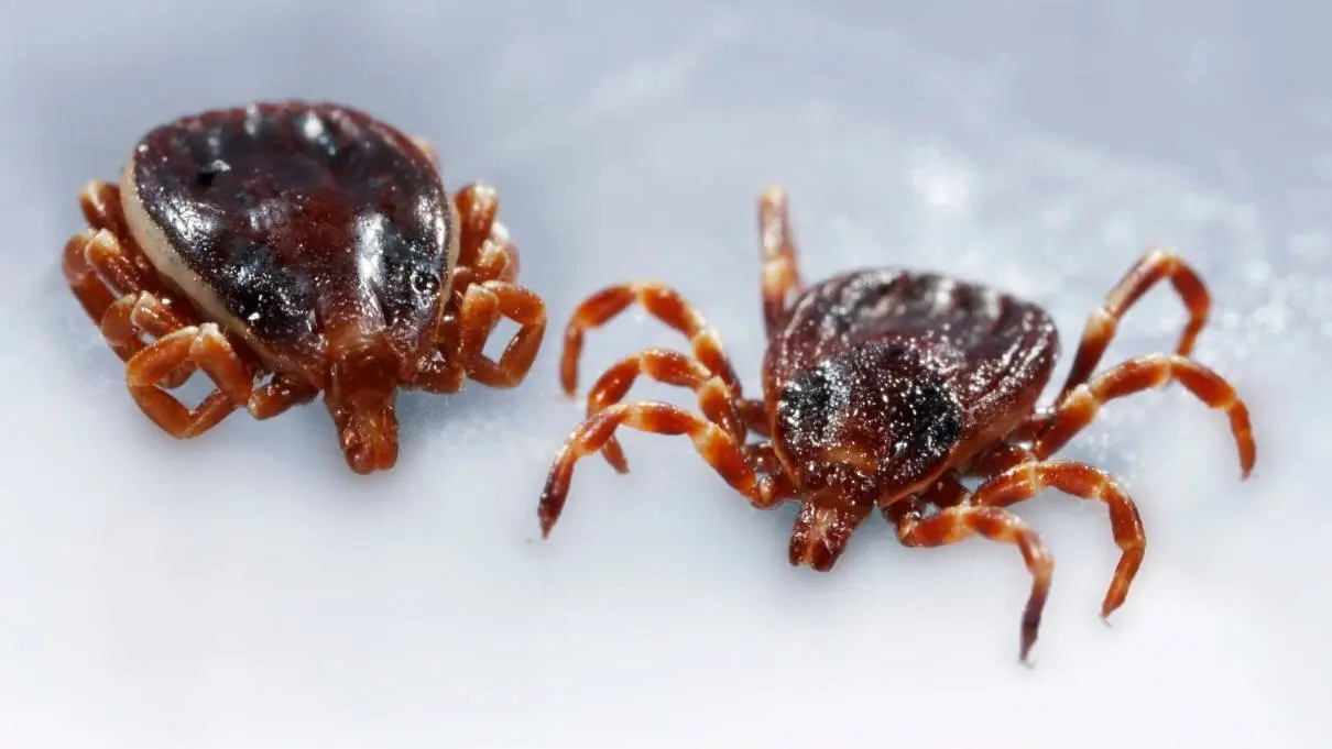 Dos ejemplares de garrapata Hyalomma marginatum. EP