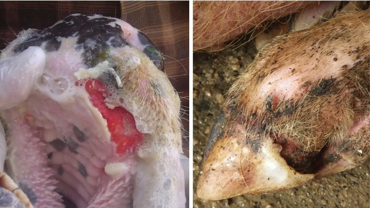 Lesi&oacute;n en la boca de un bovino y en la pezu&ntilde;a de un cerdo por la fiebre aftosa.MAPA