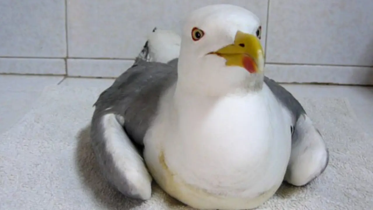 Una gaviota afectada por el síndrome parético. EP