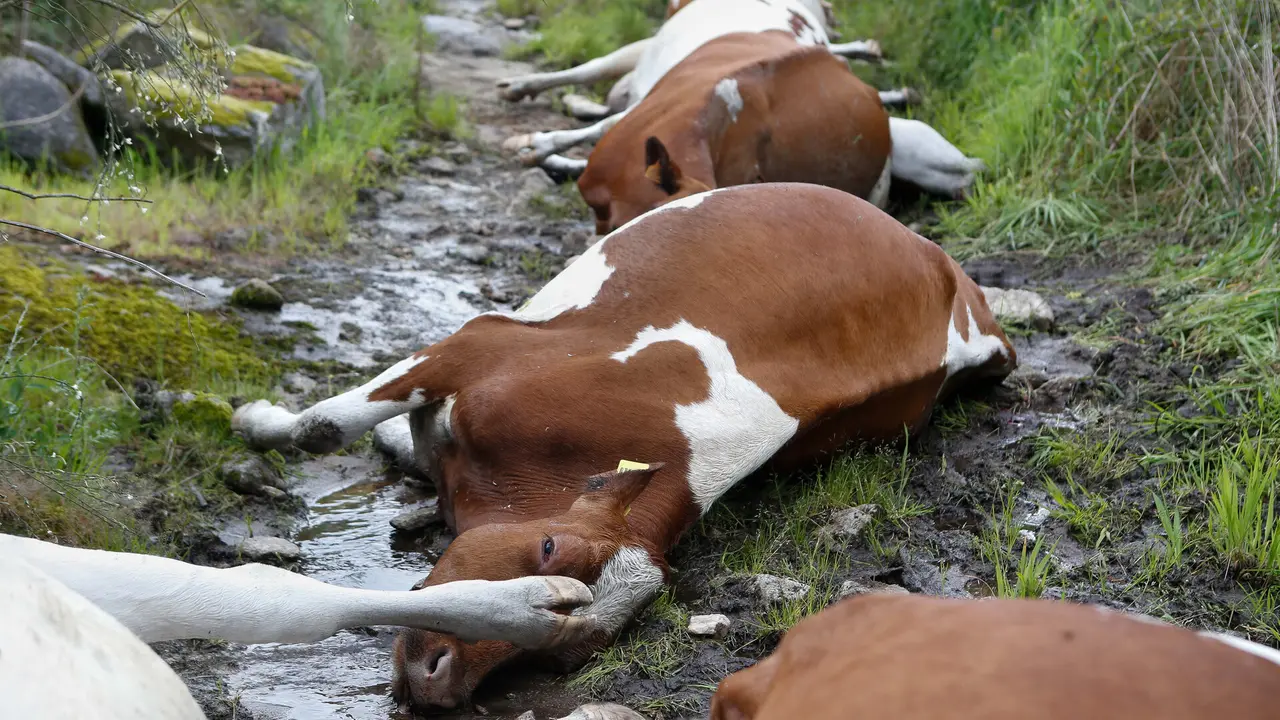 Vacas muertas tras caerles un rayo en un camino de Rodeiro. CARLOS CASTRO