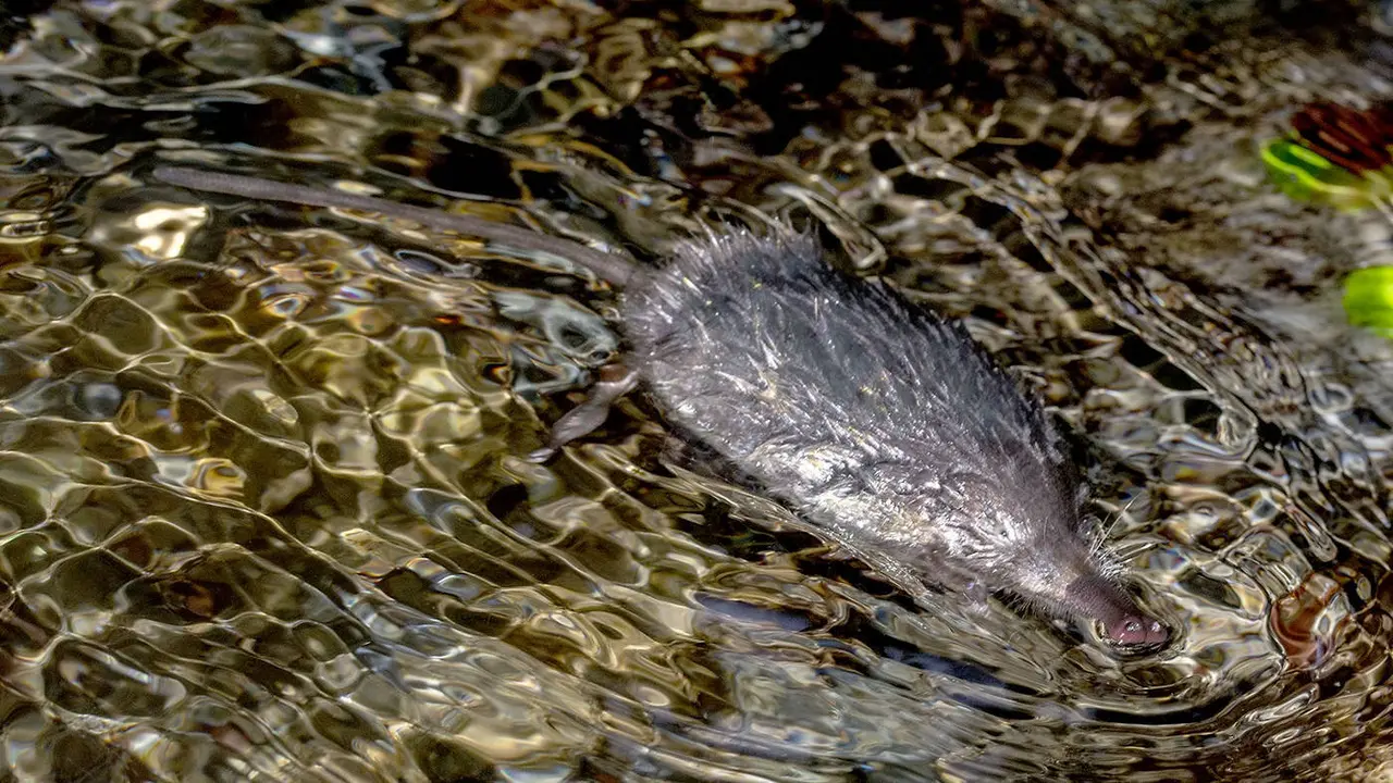 Un ejemplar de desm&aacute;n ib&eacute;rico, conocido en Galicia como toupeira de auga, aguaneira o rato de almiscre. EP