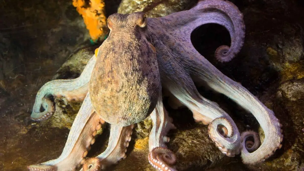 Un pulpo en el agua. CSIC