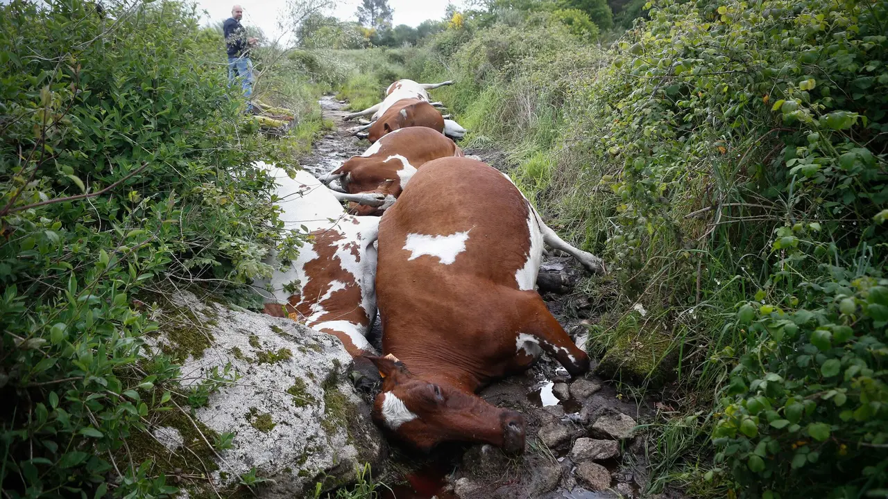 Más de una veintena de vacas fallecieron por el impacto de un rayo en Rodeiro. EUROPA PRESS