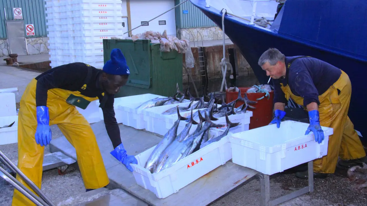 Descarga de bonito en Burela. AEP