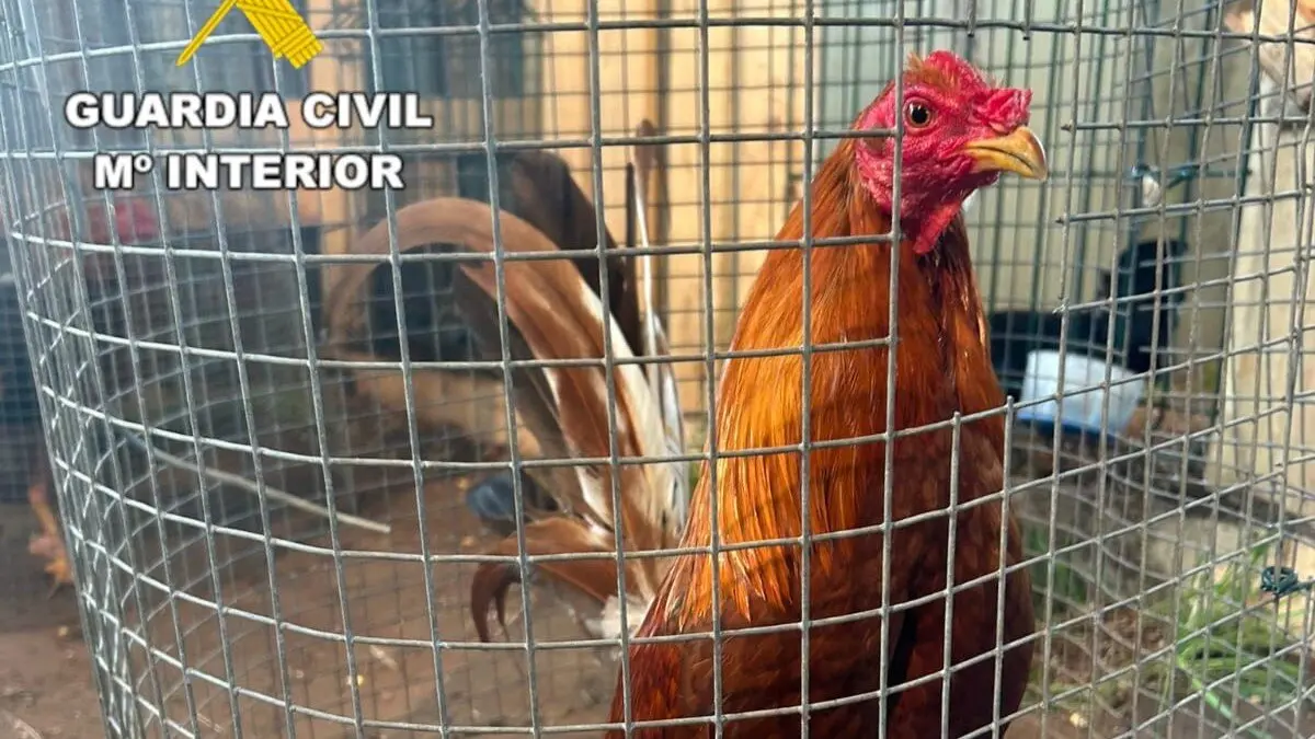 Uno de los gallos de raza combatiente español incautados. EP