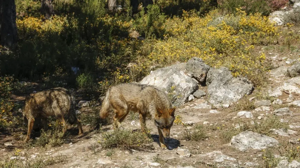Ejemplares de lobo ibérico.UPA