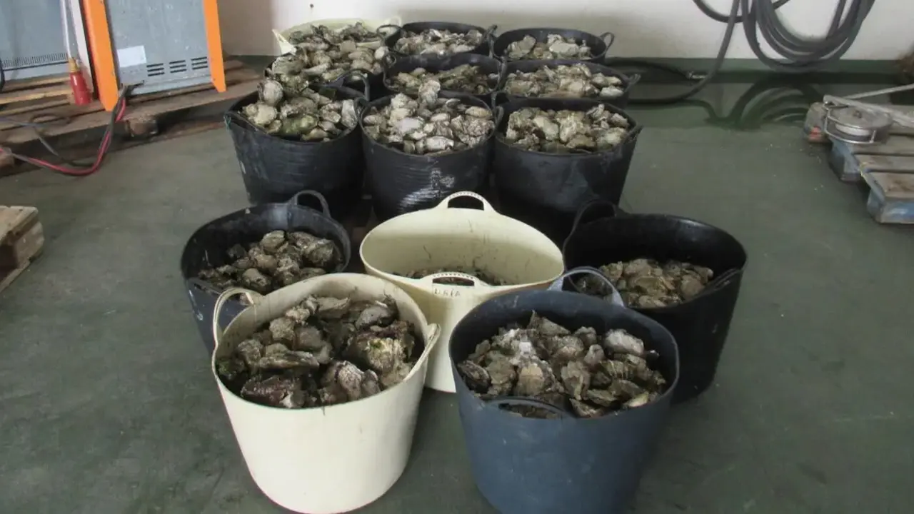 Ostra rizada tras una incautación. EP