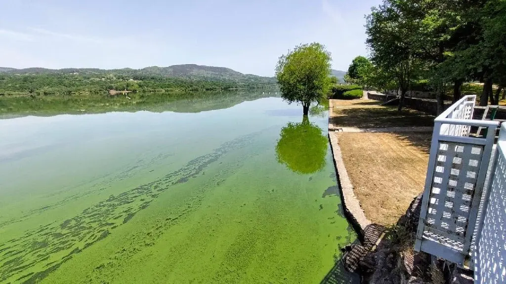 Episodio e cianobacterias en el río Limia.AMIGAS DA TERRA