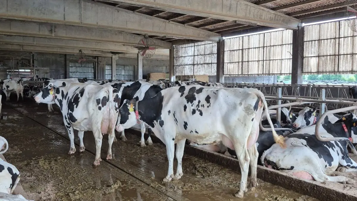 Vacas de la cooperativa A Estivada, en Vimianzo. CEDIDA