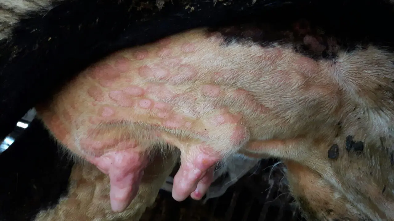 Dermatosis nodular contagiosa (DNC) en las ubres de una vaca. TSVIATKO ALEXANDROV (MINISTERIO DE AGRICULTURA)