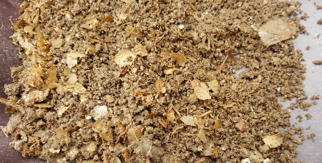 Restos de sardinas encontrados en una pila romana. CEDIDA