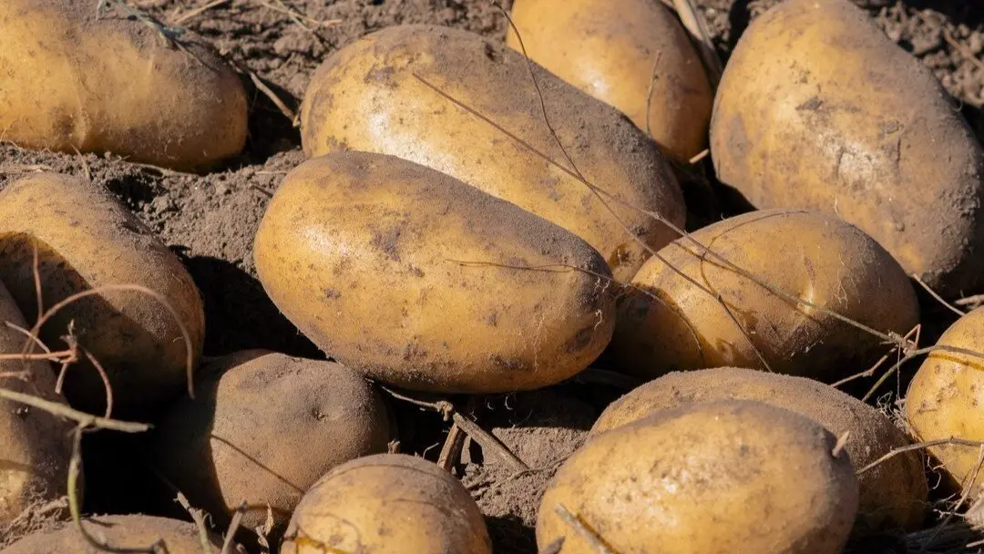 IXP Patata de Galicia. AEP