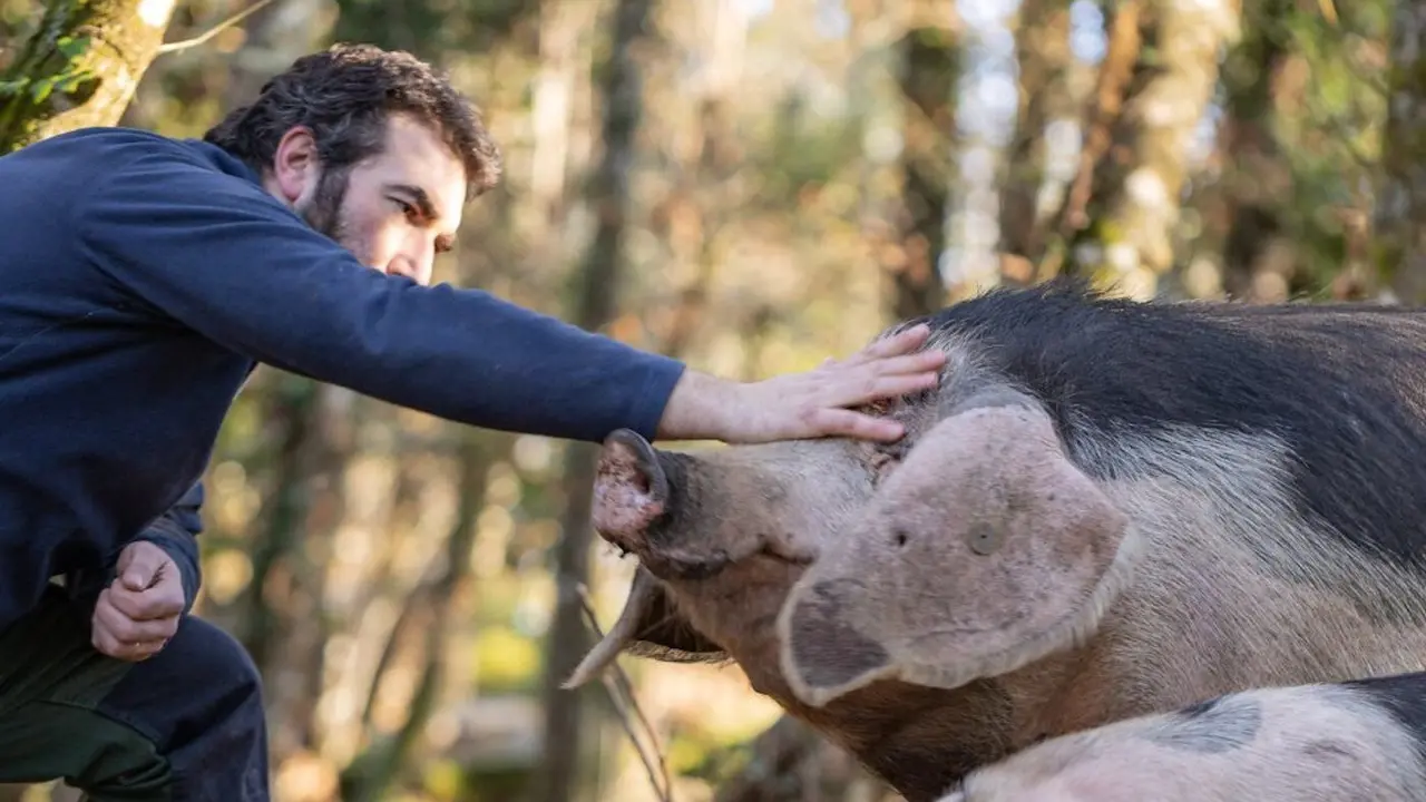 Martín acariciando a uno de sus porcos celtas. CEDIDA