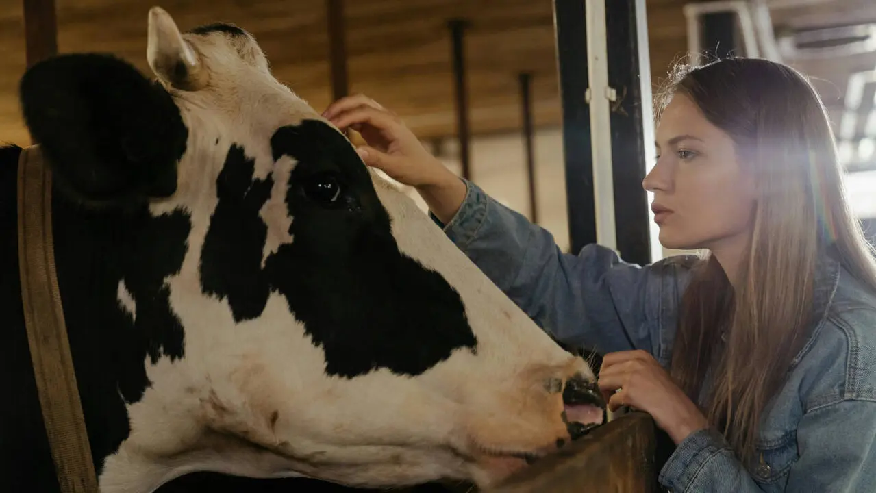 Una mujer joven atendiendo a una vaca. EP