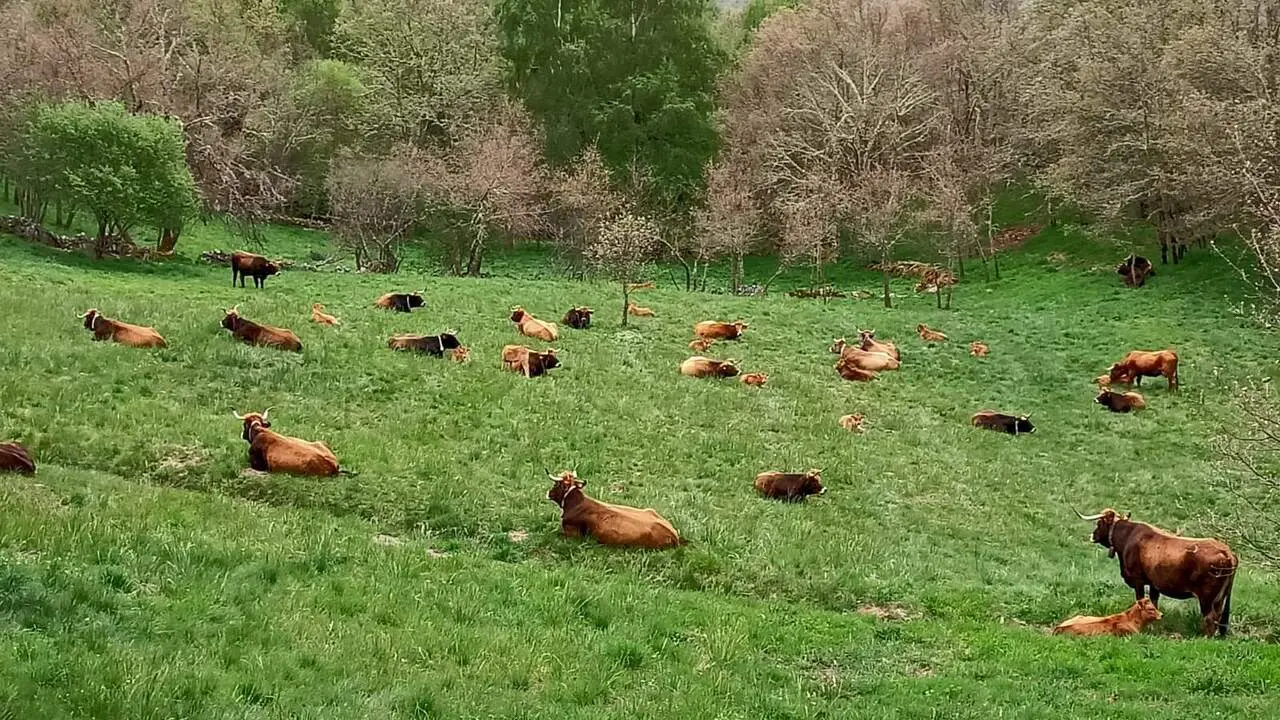 Vacas en una finca.XUNTA