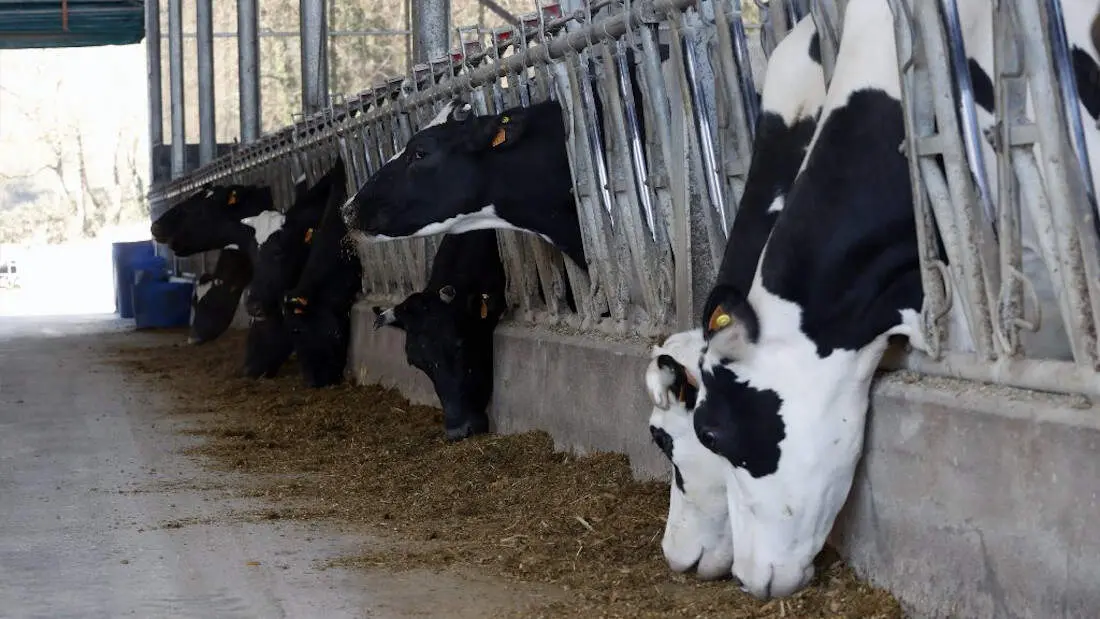 Vacas en el interior de una explotaci&oacute;n l&aacute;ctea. AEP