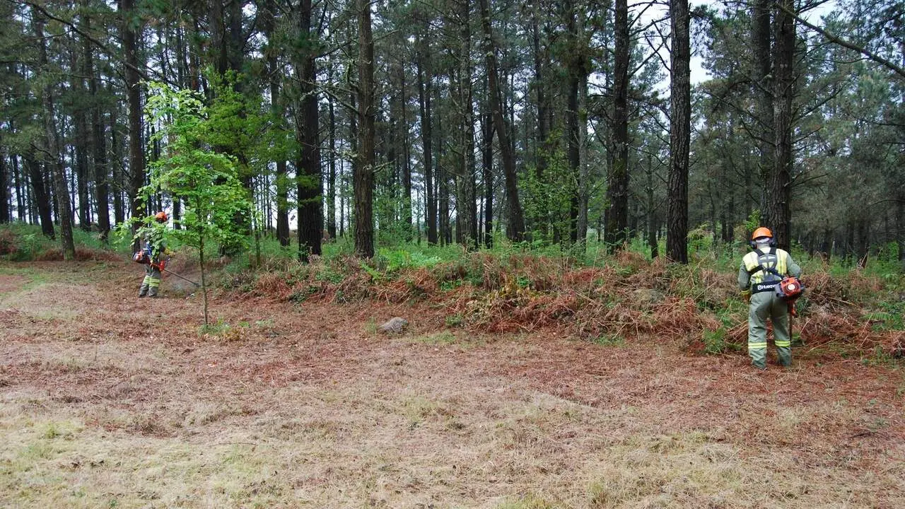 Trabajadores desbrozando.EP