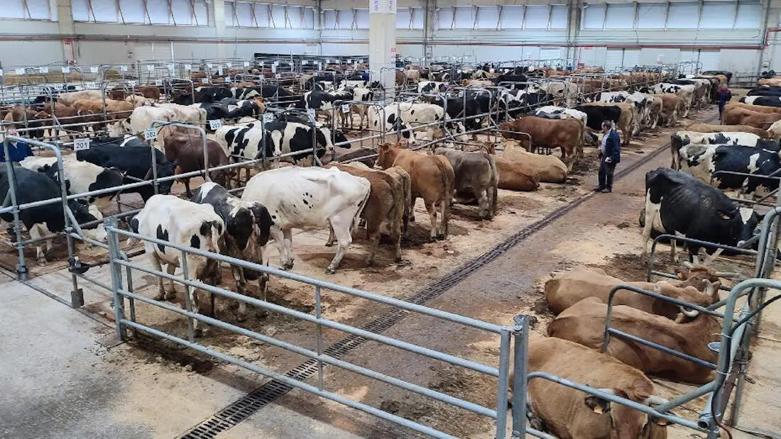 Ganado en la central agropecuaria de Silleda a inicios de a&ntilde;o. AEP