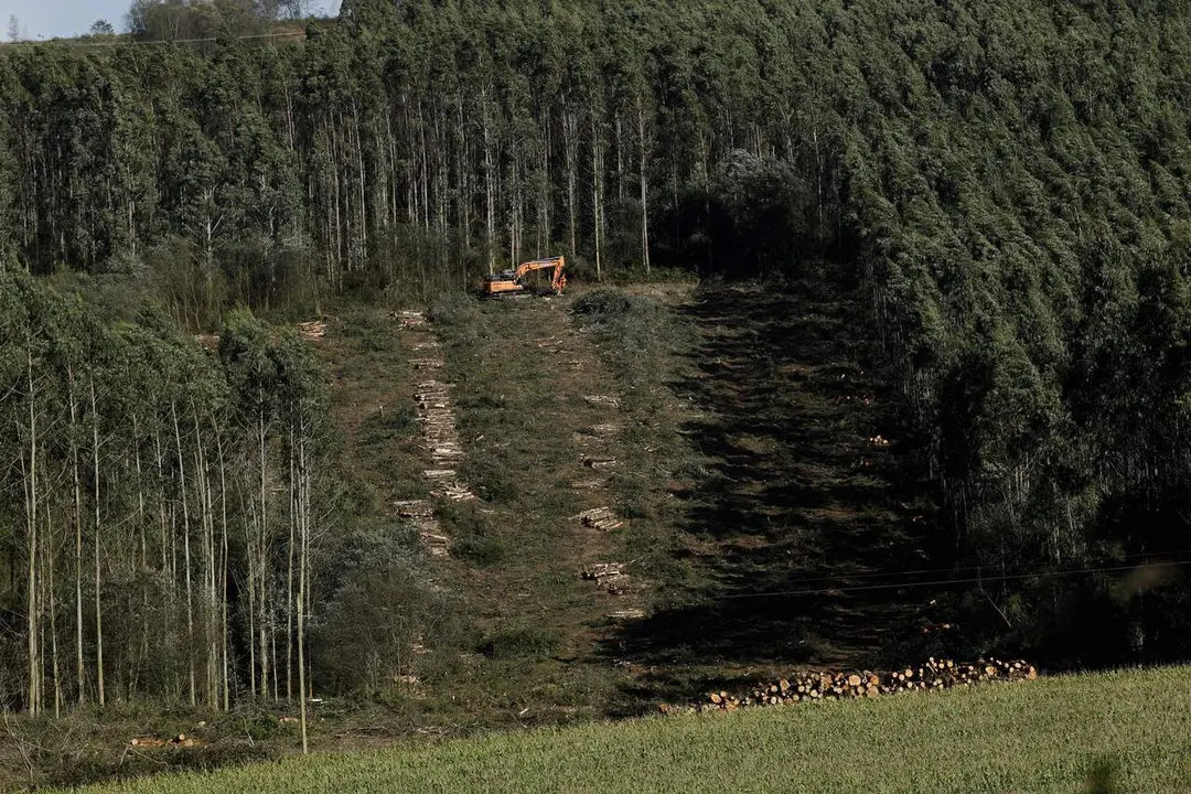 Tala de eucaliptos. EP