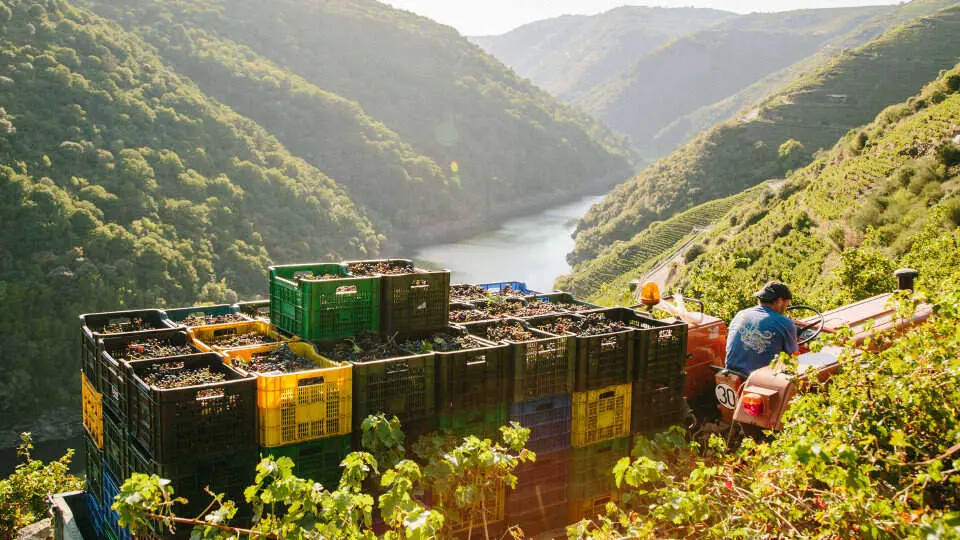 Vendimia Ribeira Sacra. EP