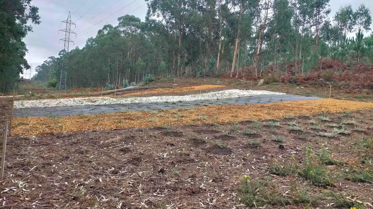 Control de vegetación en una de las parcelas. CEDIDA.