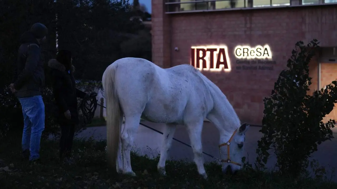 Los cazadores piden un protocolo de actuación ante la peste porcina. DAVID ZORRAKINO