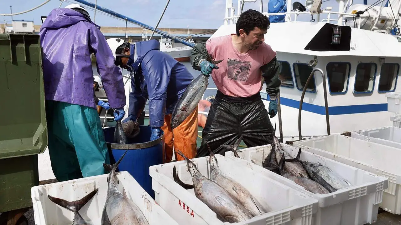 Descarga de bonito en el puerto de Burela. JM ALVEZ