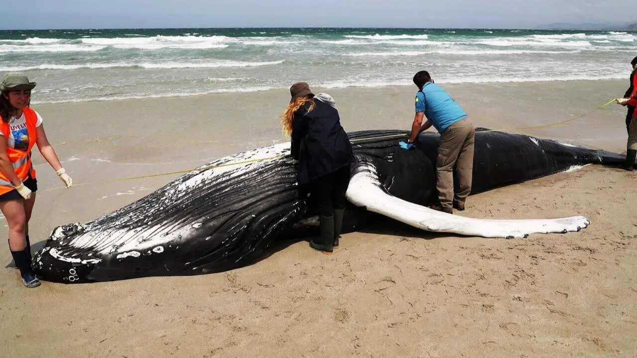 Voluntarios de la Cemma examinan un ejemplar de ballena. EFE